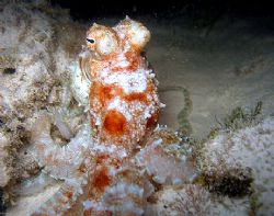Octopus feeding on a take-out meal. The bulge in the arms... by Christine Huffard 